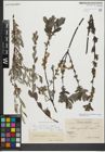 Foto von Salix myrsinifolia Salisb. x Salix repens L.